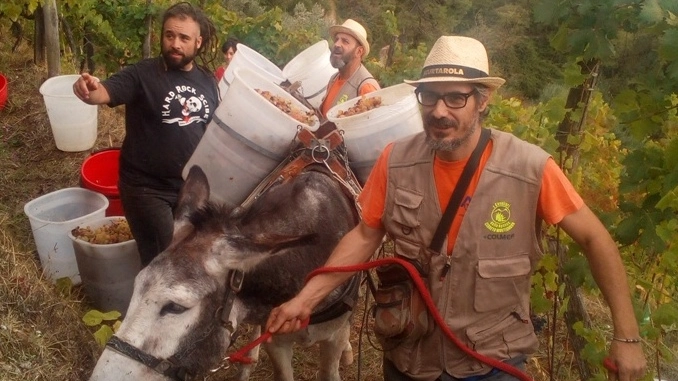  Gli asini sulle colline del Candia insieme ai titolari dell’azienda agricola e agli amici che li hanno aiutati nella vendemmia