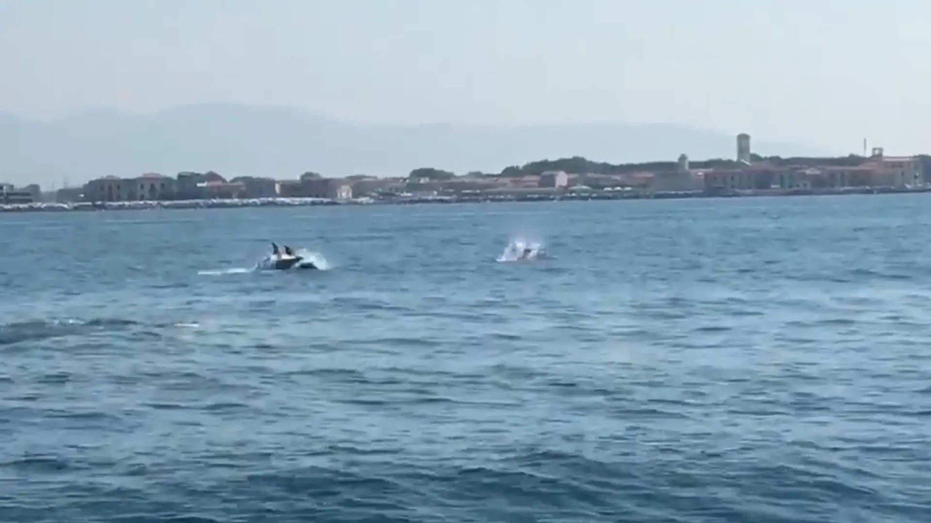 I delfini tornano a Marina di Pisa / VIDEO