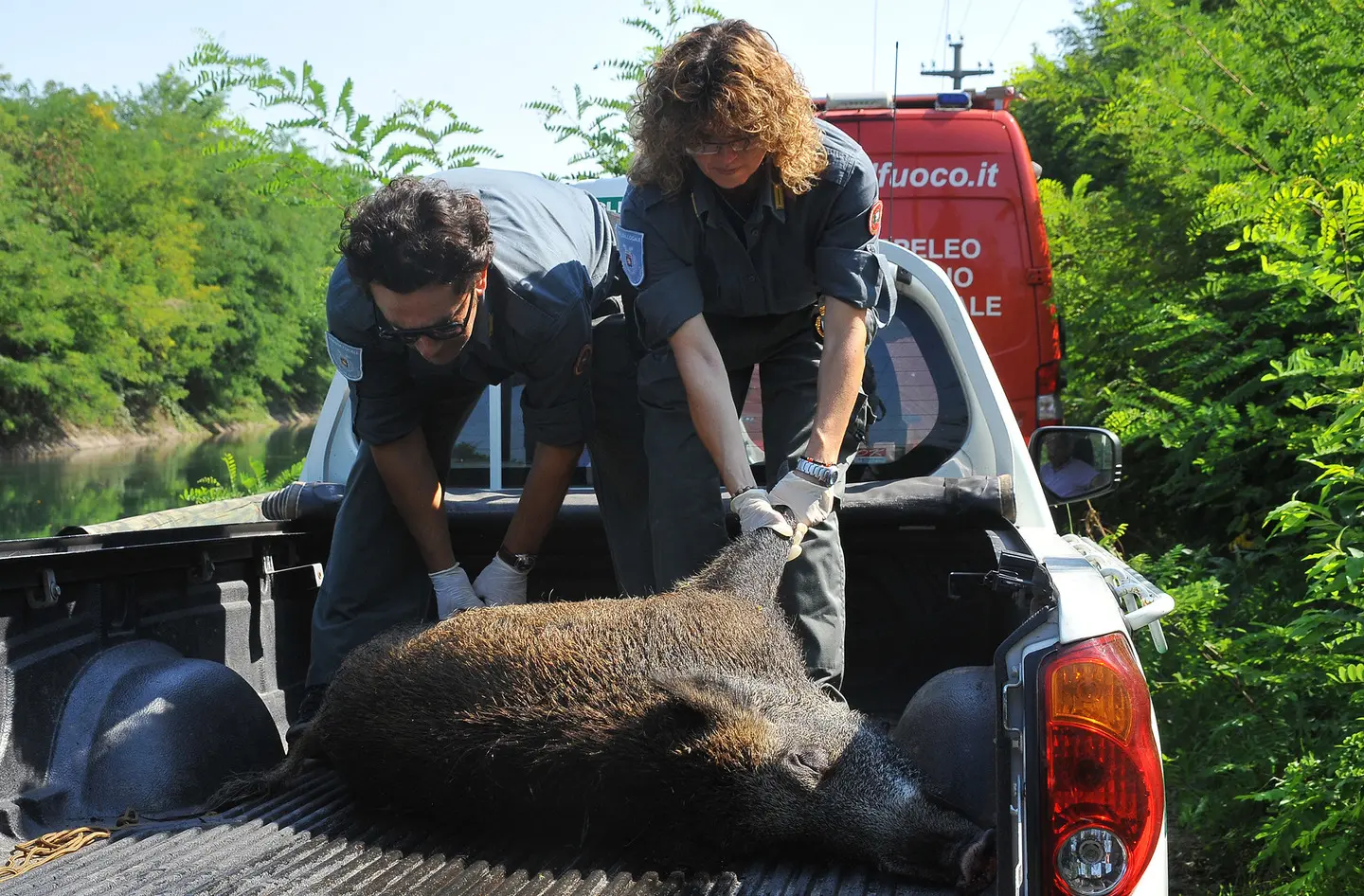 Allerta Cinghiali, Boom Di Catture. Avvistamenti A Careggi