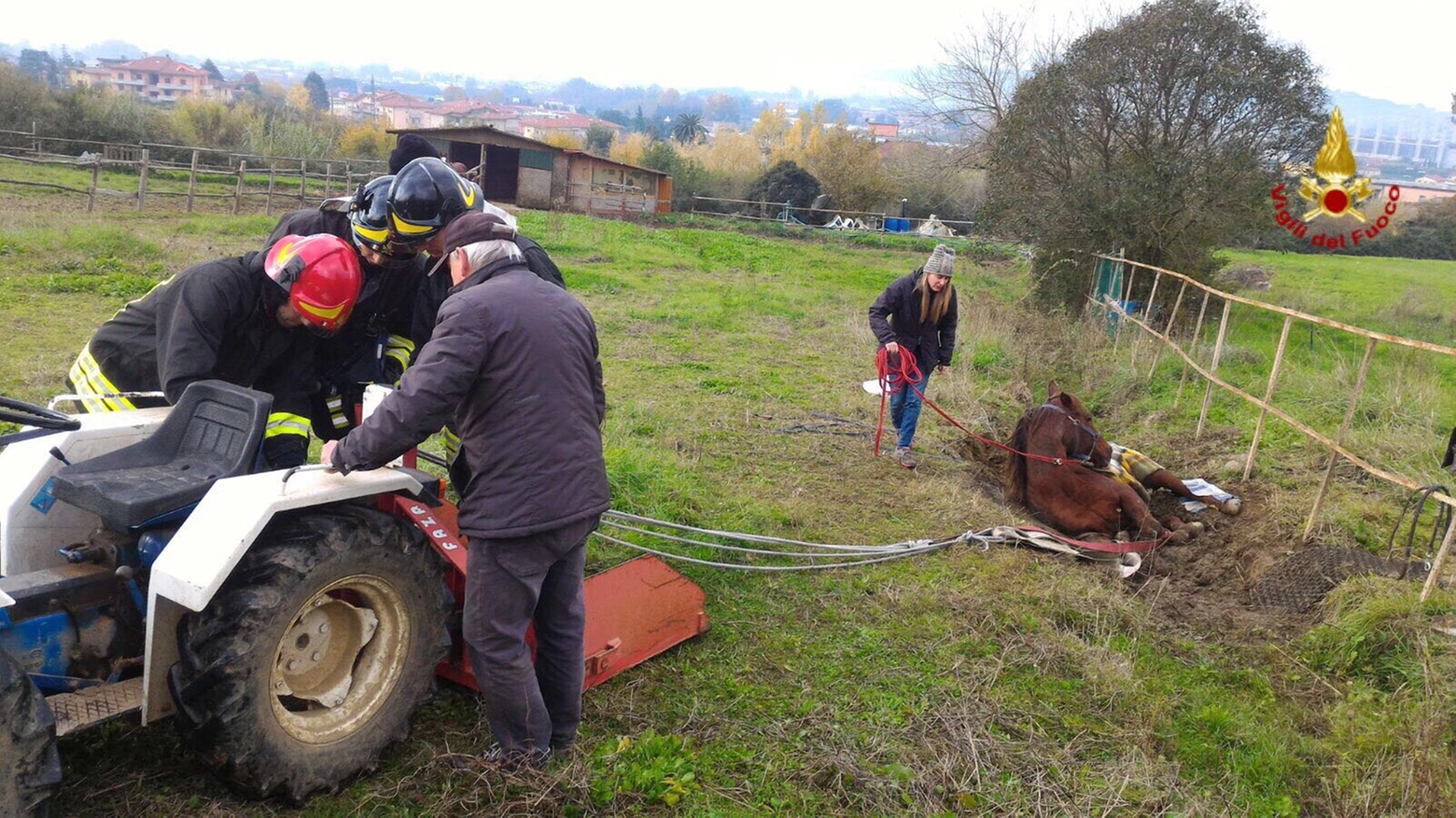 Il cavallo soccorso dai vigili del fuoco