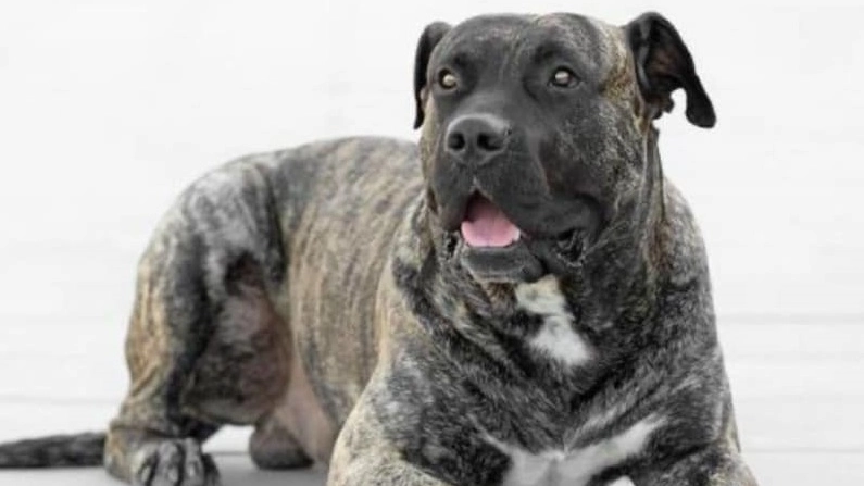 Il cane nell'immagine è simile a quello descritto dagli aggrediti: è un pastore corso 