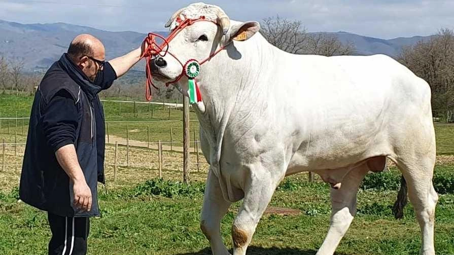 La crisi della Chianina. Crolla la richiesta. Vendite giù oltre il 20%. Allarme degli allevatori