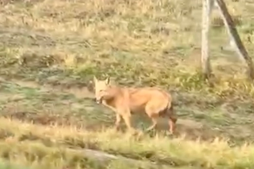 Un lupo ieri mattina a Montefalcone