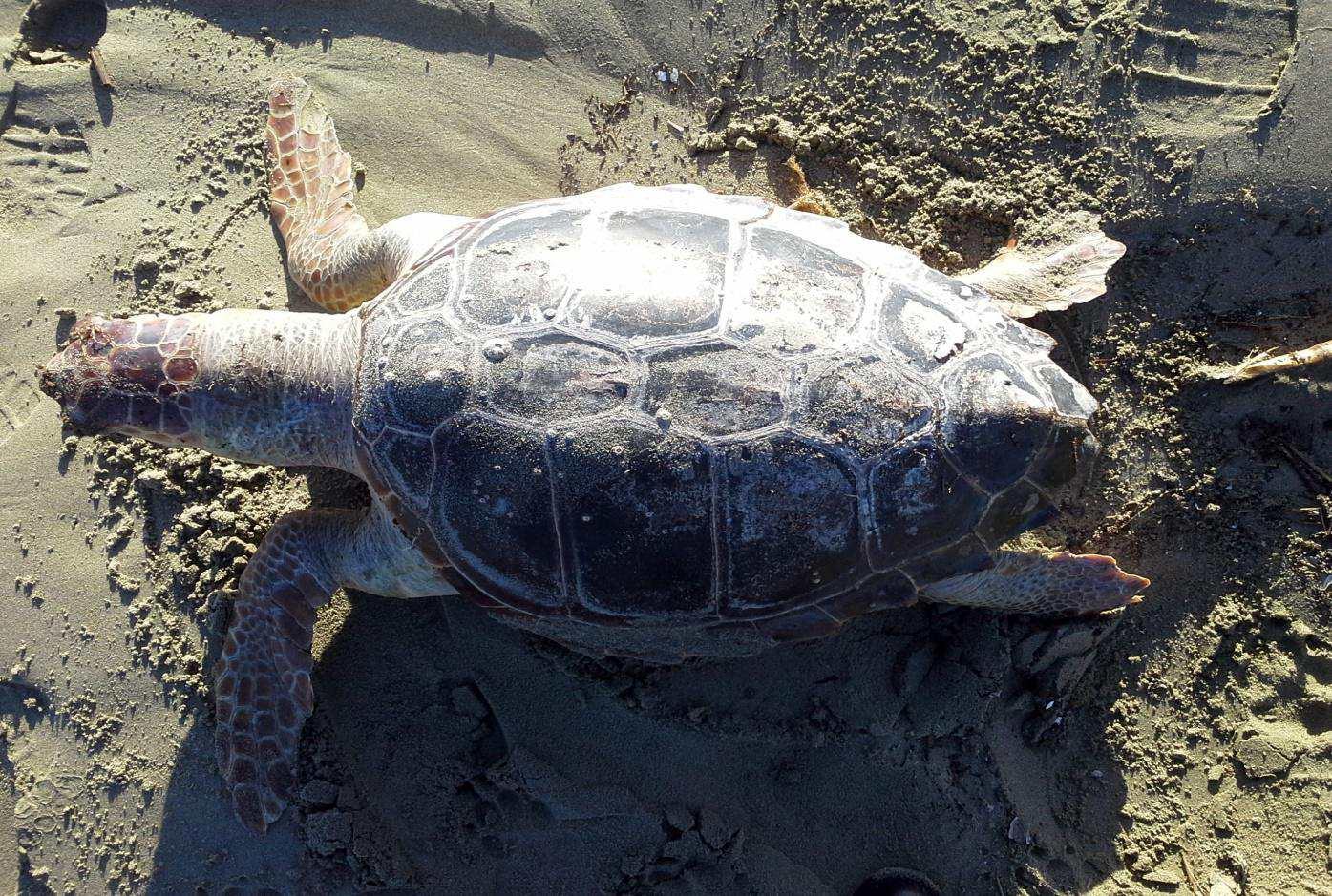 Trovata Morta Tartaruga Caretta Caretta