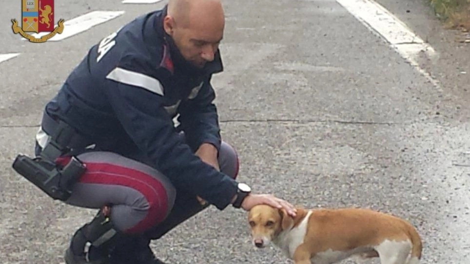Il cane Odi salvato dalla Polizia stradale
