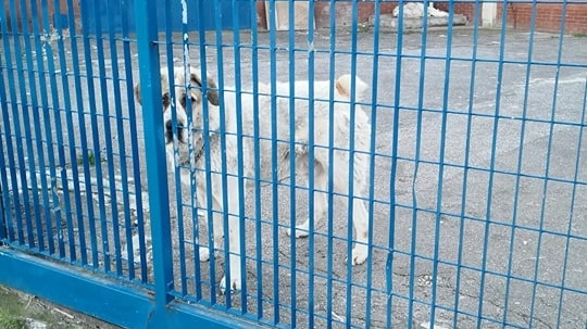 Il cane lasciato senza acqua né cibo all’interno di una fabbrica del Macrolotto due, in via delle Fonti.  A salvarlo l’intervento delle guardie zoofile, dopo la segnalazione  di Francesco Guasti