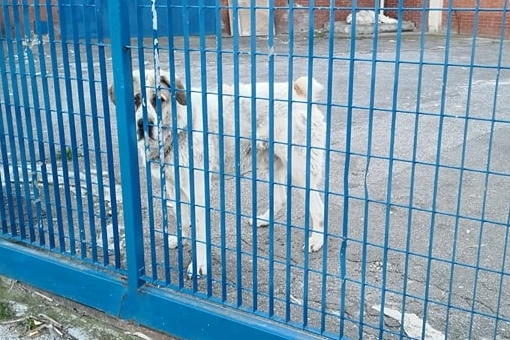 Il cane lasciato senza acqua né cibo all’interno di una fabbrica del Macrolotto due, in via delle Fonti.  A salvarlo l’intervento delle guardie zoofile, dopo la segnalazione  di Francesco Guasti