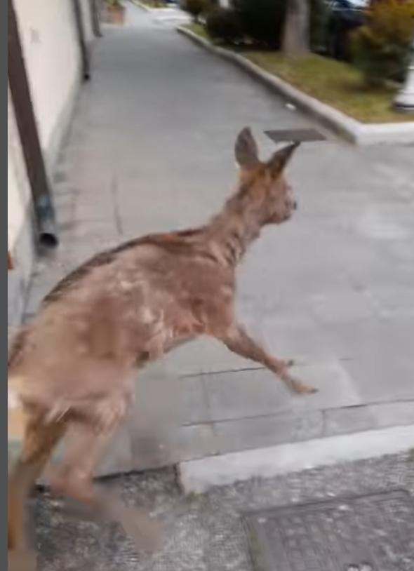 Veleno per topi, cani avvelenati a Castiglione: uno morto, l'altro in fin  di vita - L'Eco