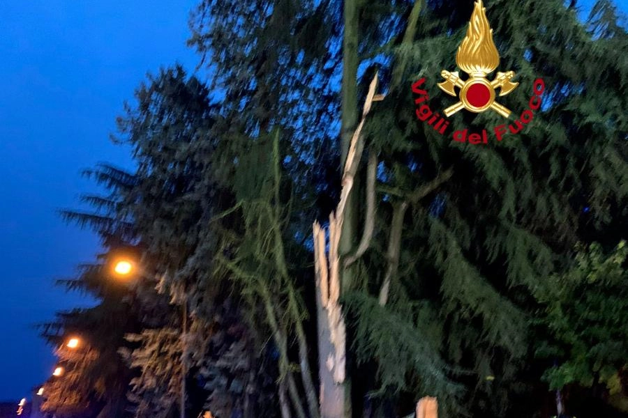 Alberi caduti oggi su una scuola a Sarteano, Siena (Foto vigili del fuoco)