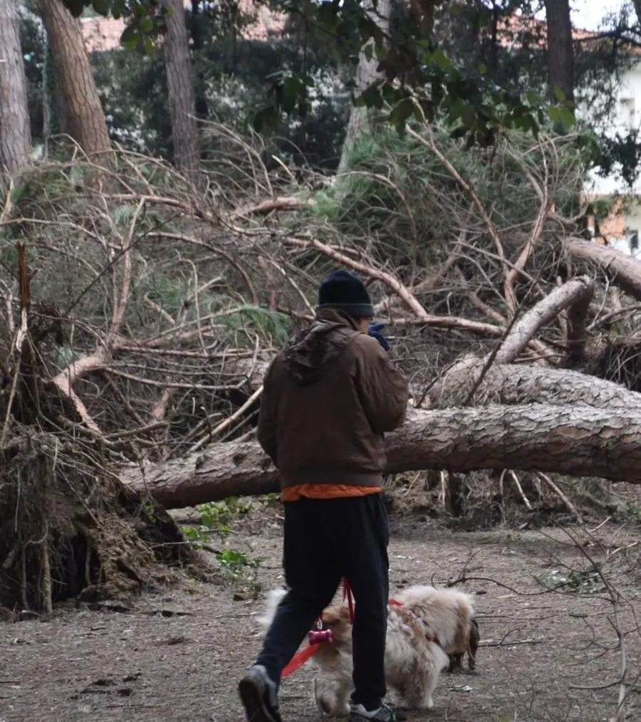 L’agonia della Pineta e del parco di via Zara