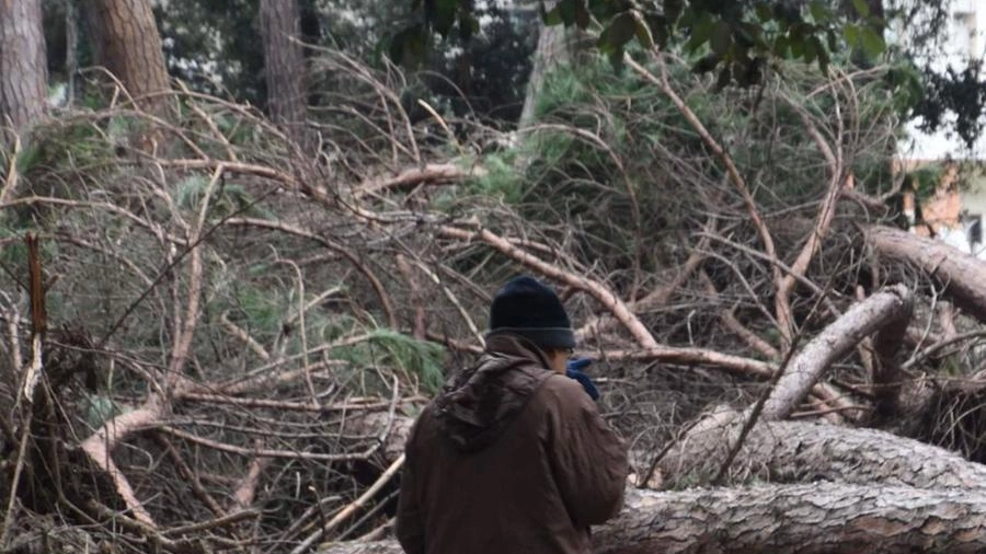 Uno degli alberi caduti (foto Umicini)