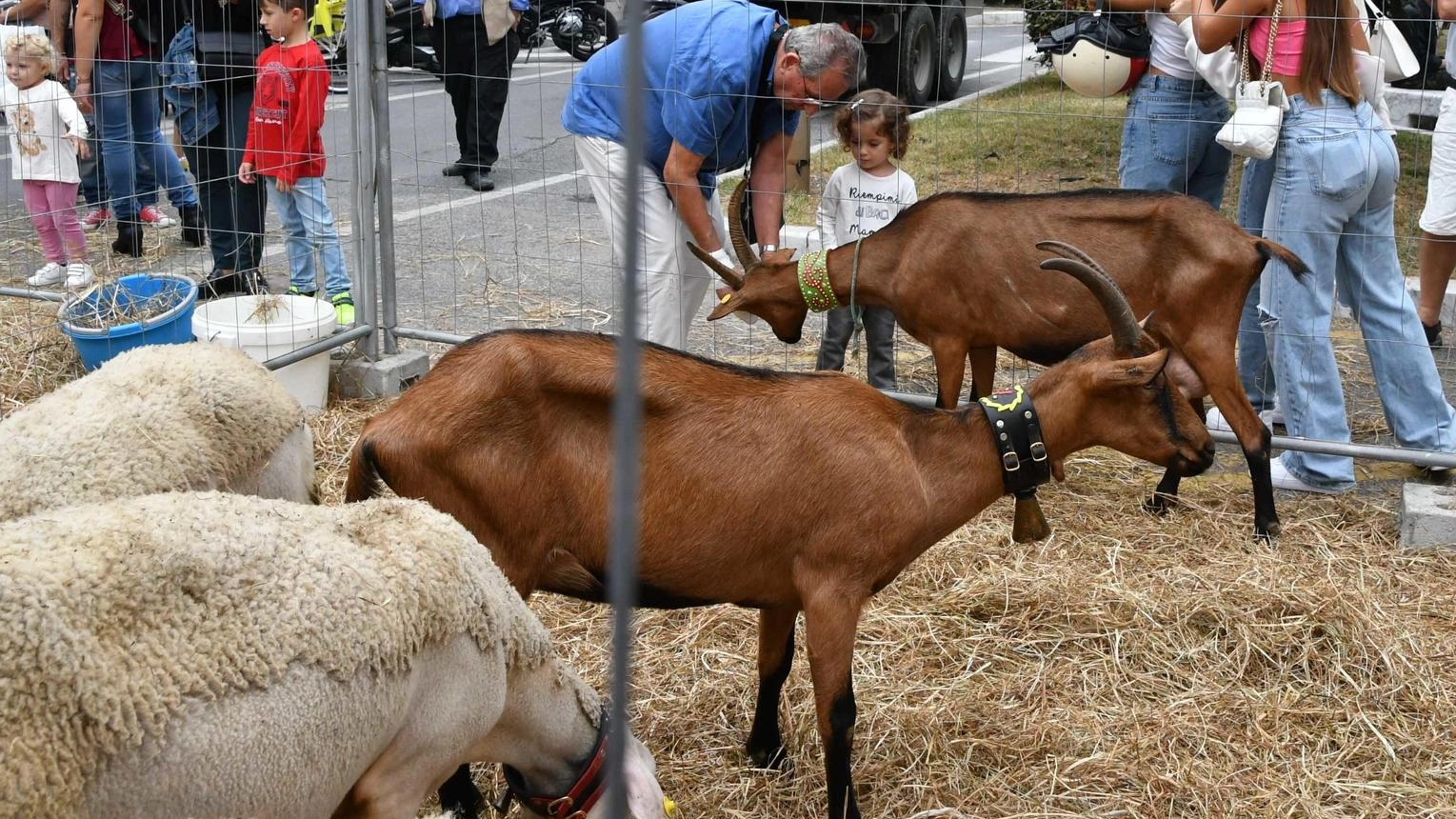 Guerra aperta degli apicoltori. Tappi contro la vespa vellutina