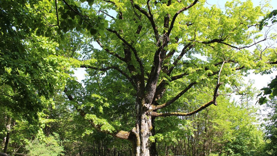 Alberi monumentali ecco dove sono quelli di Toscana e Umbria