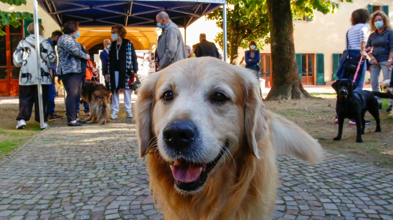 Un cane guida per ciechi della scuola di Scandicci (Fotocronache Germogli)