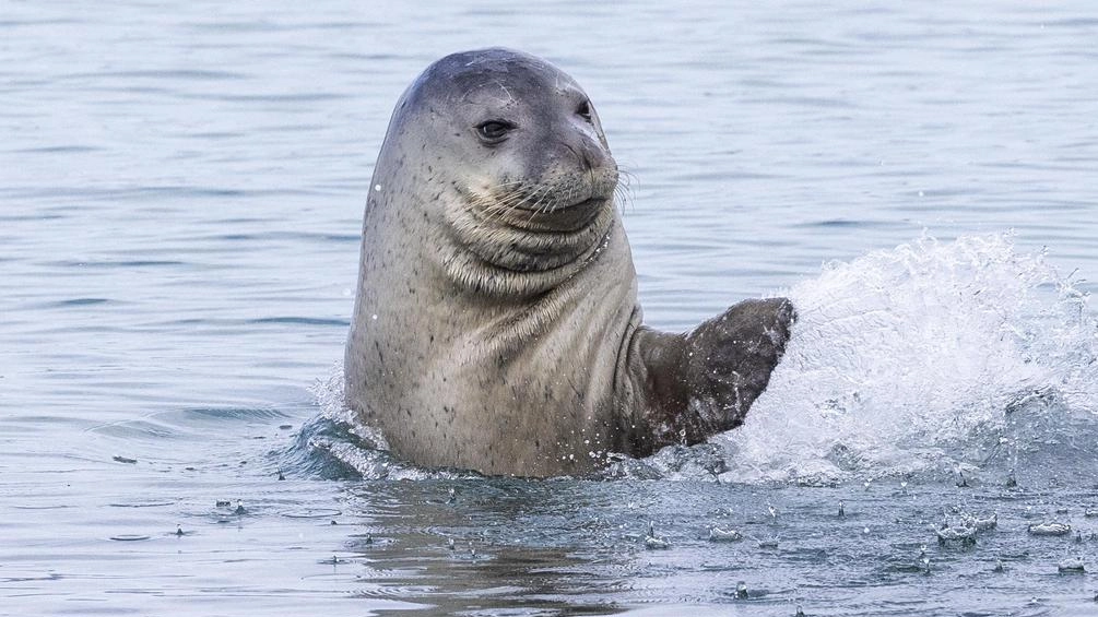 La foca monaca nel Mar Mediterraneo. Gli scatti di Colombo, D’Amicis e Mellone