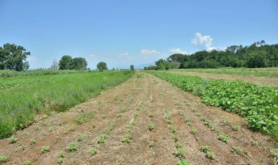 Verso un’agricoltura più verde e di qualità: lo studio della Scuola Sant’Anna