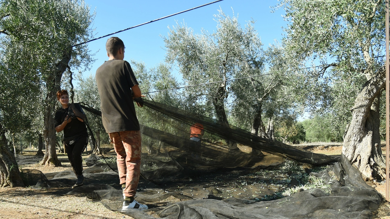 Olio, c’è ottimismo in Maremma. "Si stima un 15% in più. E la qualità è ottima"