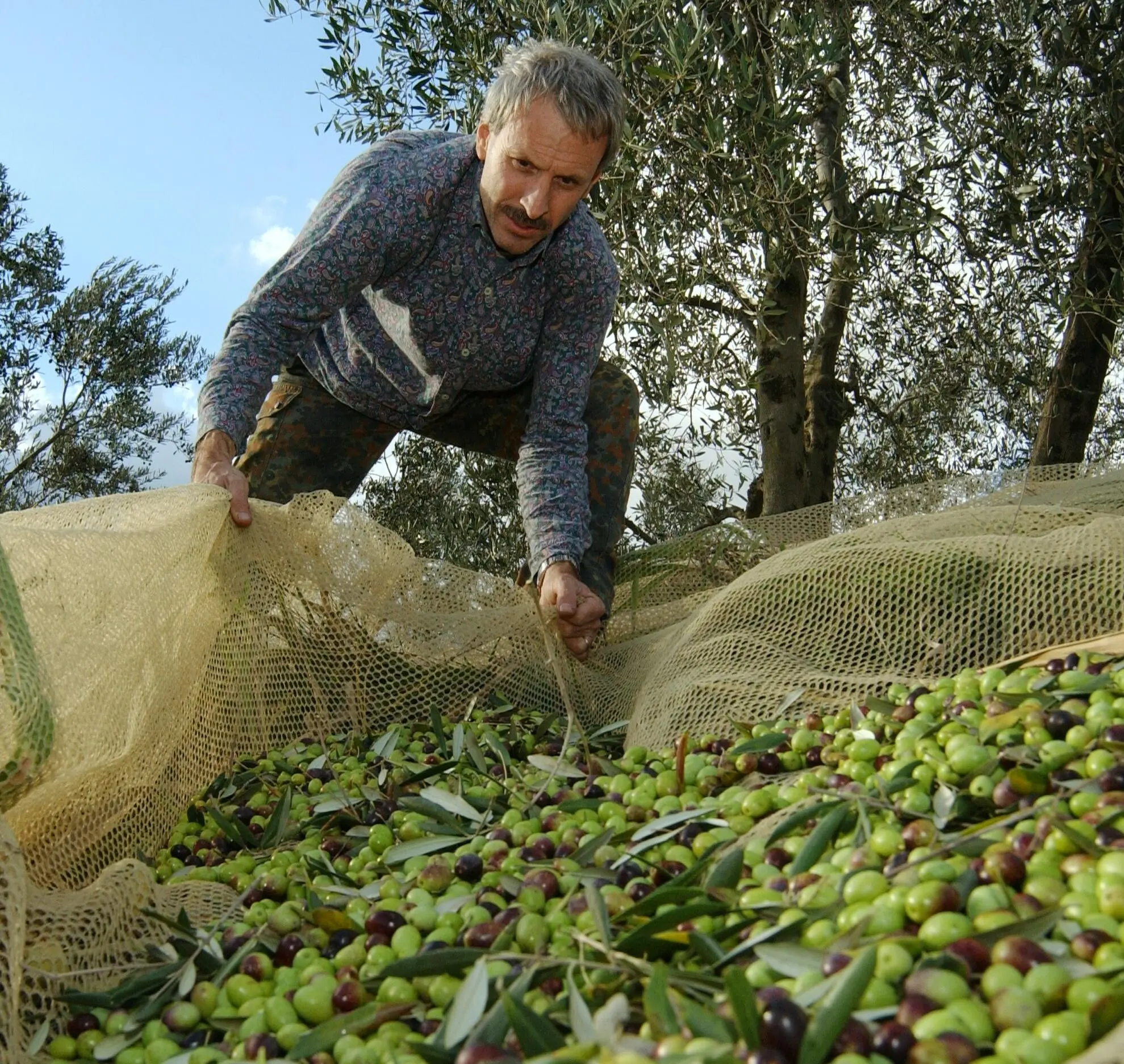 Olio poco raccolto e a peso d oro. Prezzi quasi al raddoppio in