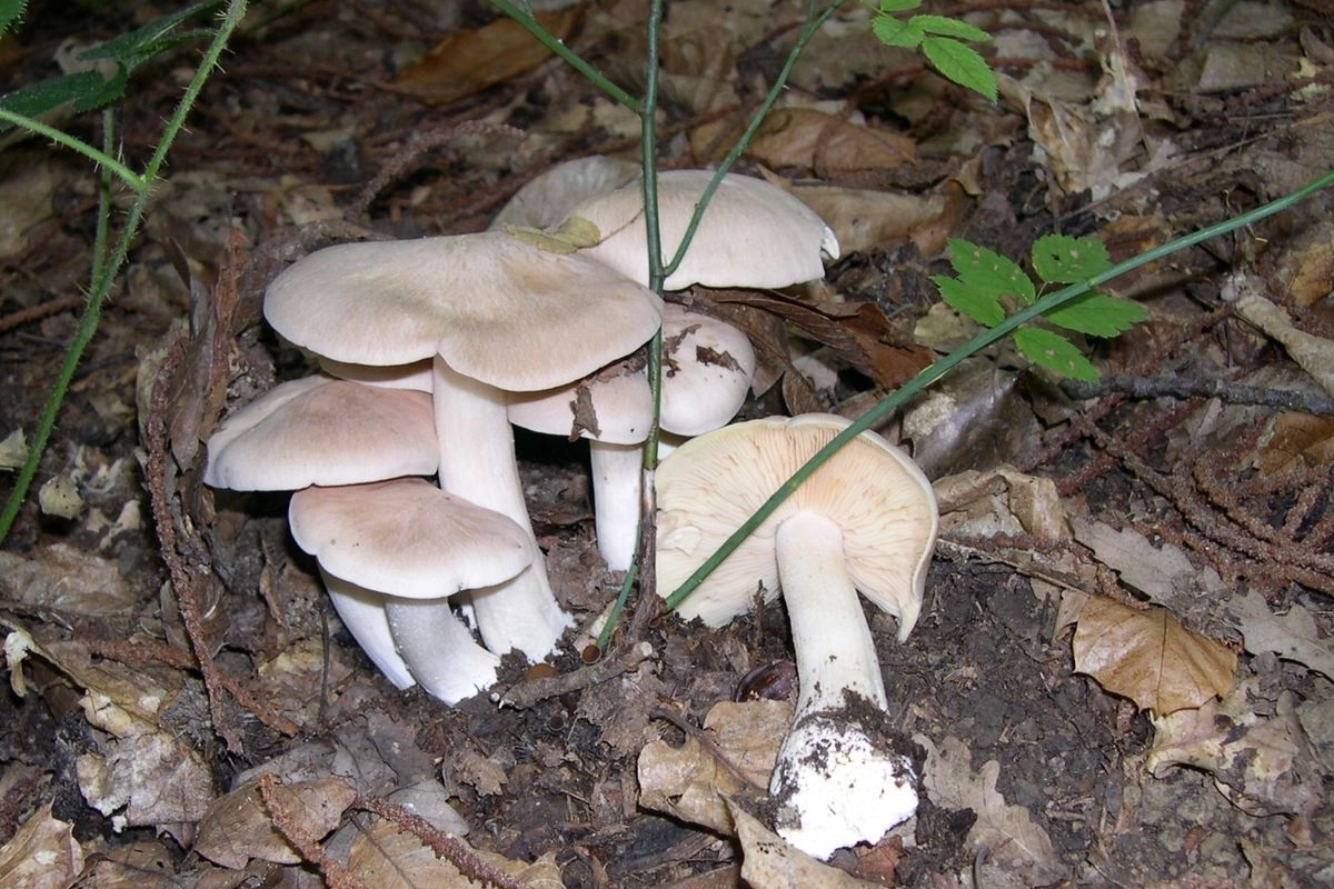 Entoloma sinuatum