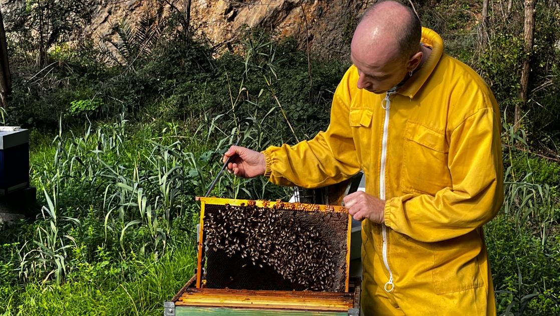 Giornata mondiale delle api in Toscana non sar una buona annata