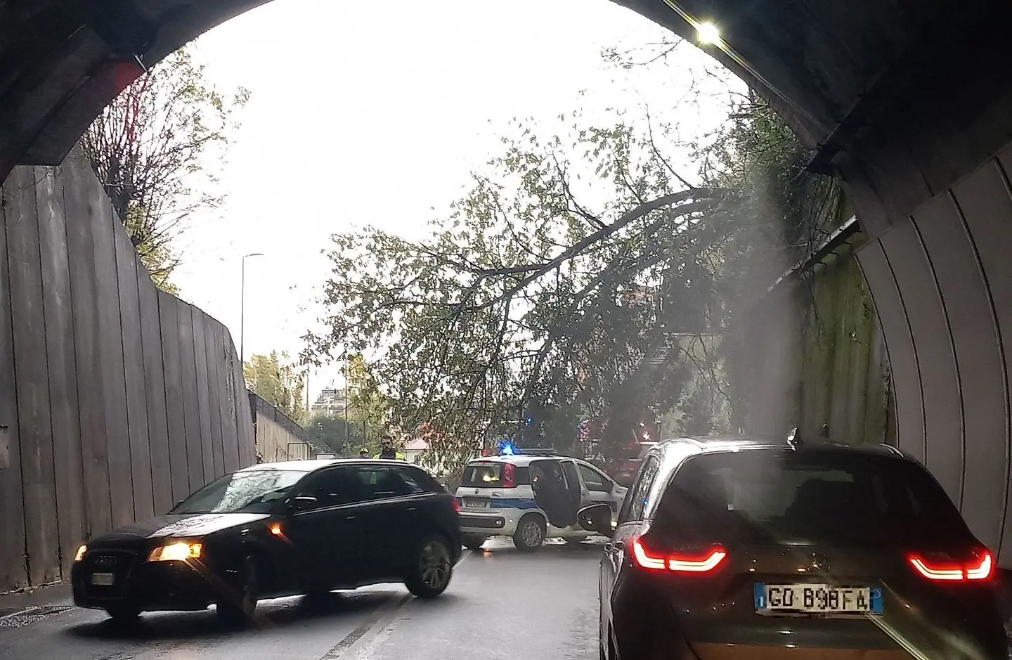 Crolla Un Albero E Il Traffico Va In Tilt. Spallanzani Chiusa, Viabilità Ko