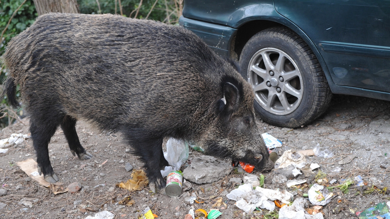 Un cinghiale