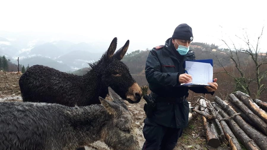 I carabinieri con un asino nell'allevamento di Sesta Godano