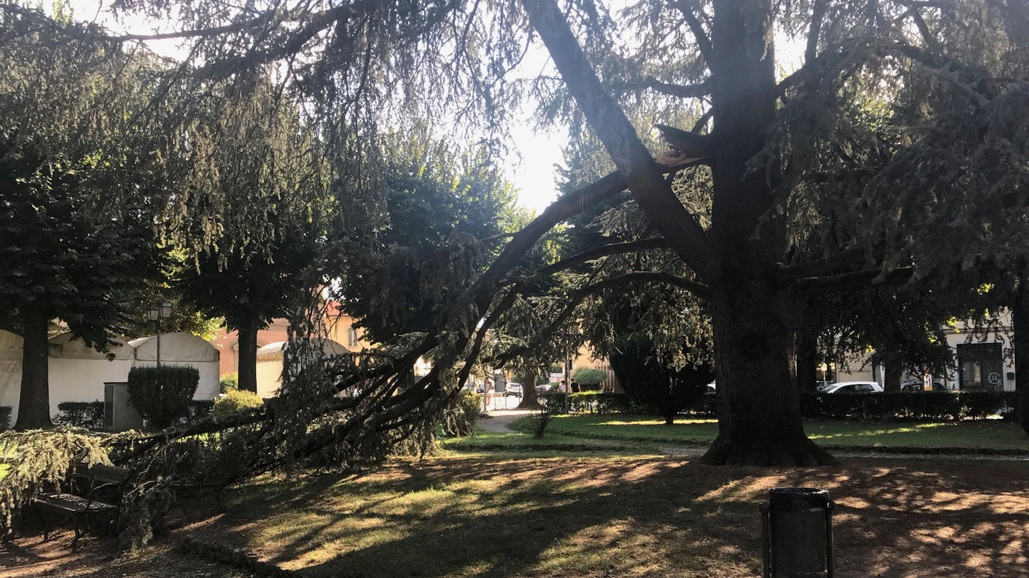 Il ramo caduto in piazza Dante a Borgo san Lorenzo (Fotocronache Germogli)