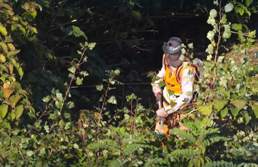 Piante aliene in Toscana: la mappa. Una minaccia per la biodiversità