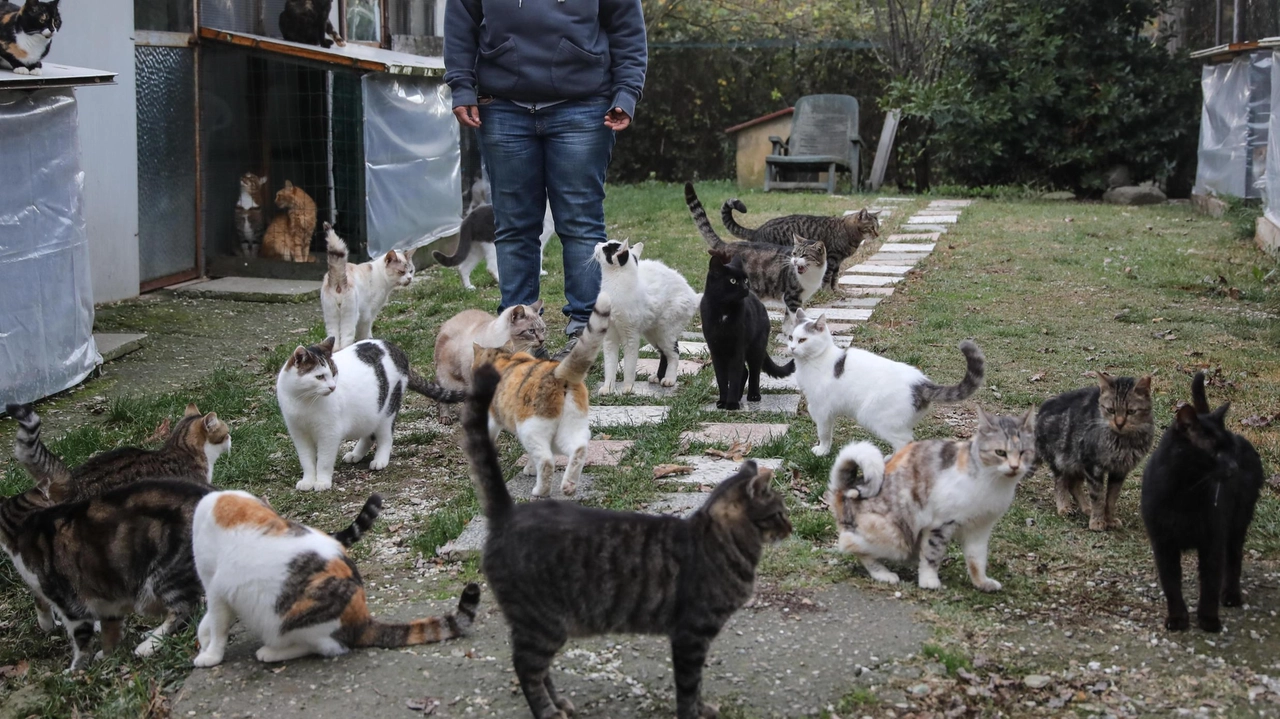 Gatti gettati come immondizia. L’abbandono dentro ai sacchi. Una volontaria li mette in salvo