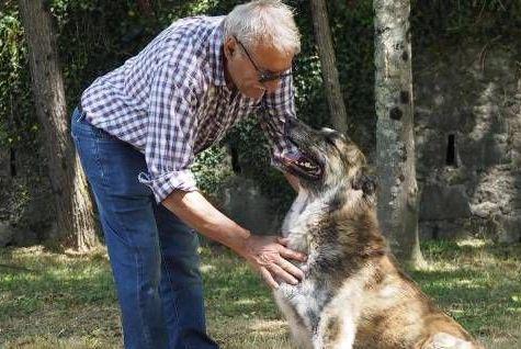 Festa Con Gli Amici A Quattro Zampe Giochi Agility E Ospiti Del Canile