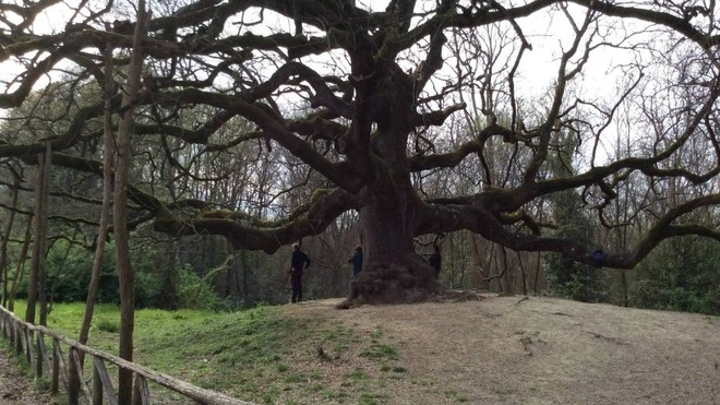 Albero monumentale (immagine di repertorio)