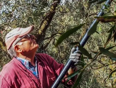 Biodiversità Olivicola Cresce la collezione