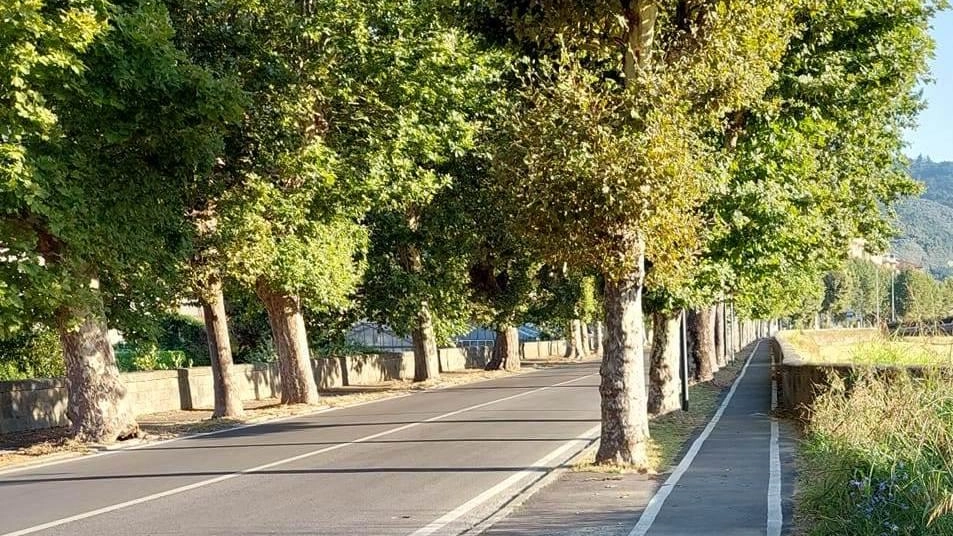 Alberi colpiti dal fungo killer. Via 26 platani da viale Garibaldi: "Così eviteremo nuove infezioni"