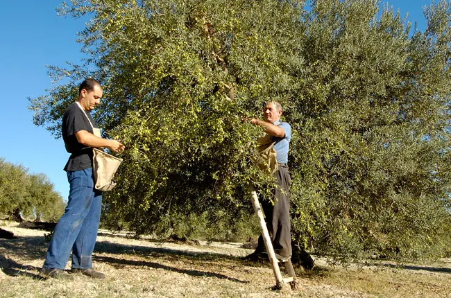 Olio, annata da incubo. E i frantoi non aprono