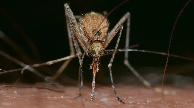 West Nile, stop alla disinfestazione