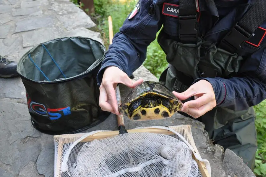 Tartaruga palustre americana trovata in un torrente a Monterosso