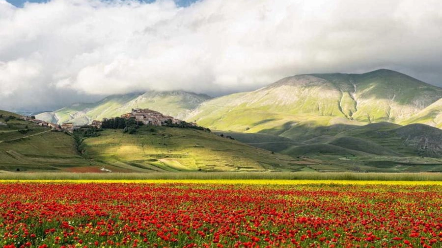 Fioritura Castelluccio Norcia 2022: quando andare, dove parcheggiare, le navette. La guida