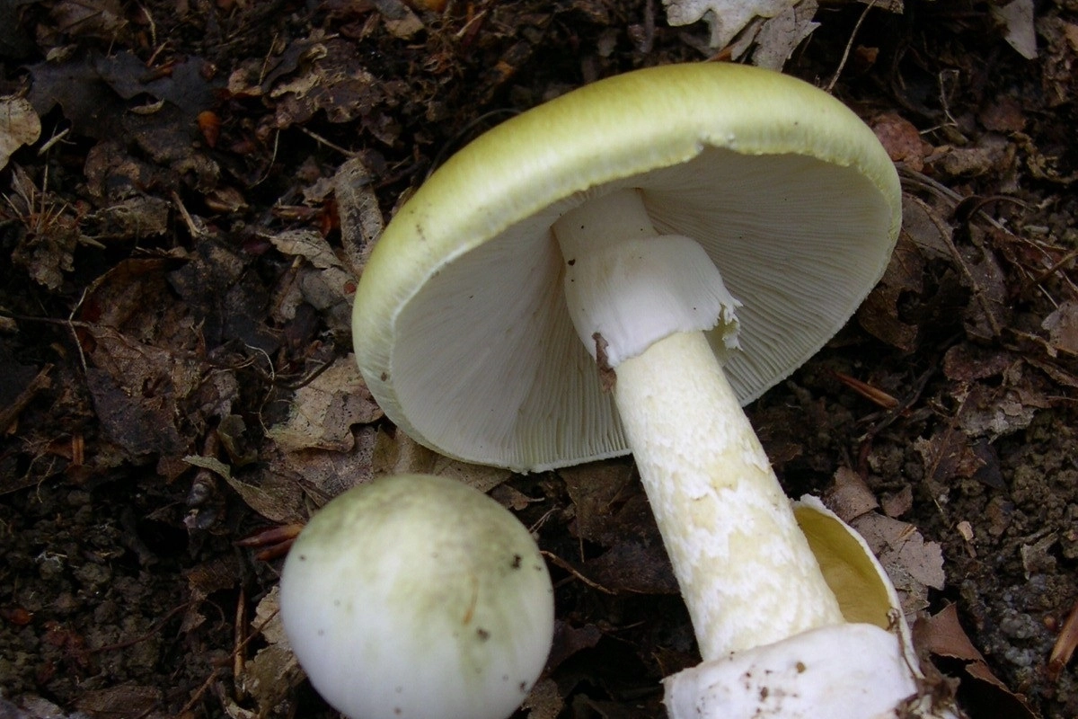 Amanita phalloides