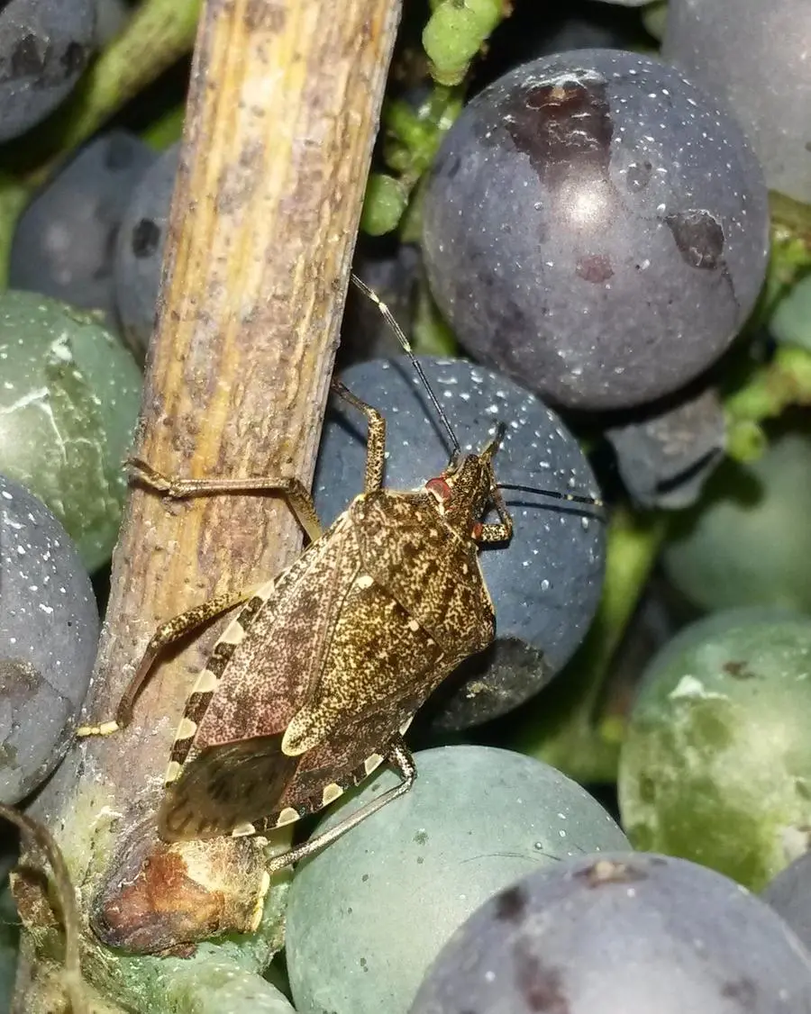 In Toscana parte la lotta biologica alla cimice asiatica con la vespa samurai