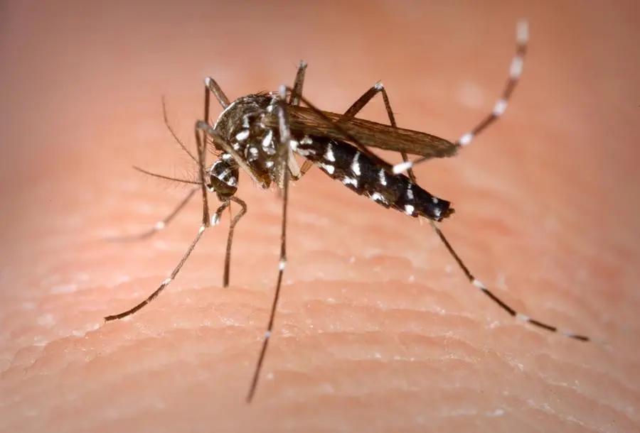 Dengue, dimesso dall'ospedale di Livorno il paziente pisano