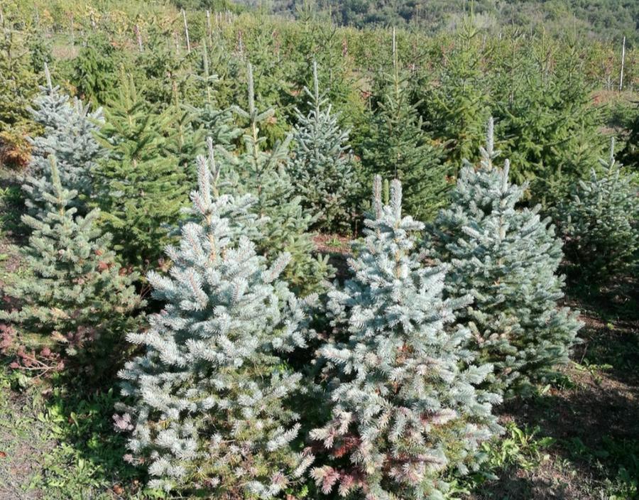 Albero Di Natale Vero O Finto Uno Artificiale Pareggia L Impatto Dopo Anni