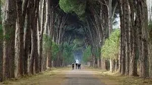 Ambiente: piano decennale per manutenzione e rimboschimento delle foreste di San Rossore