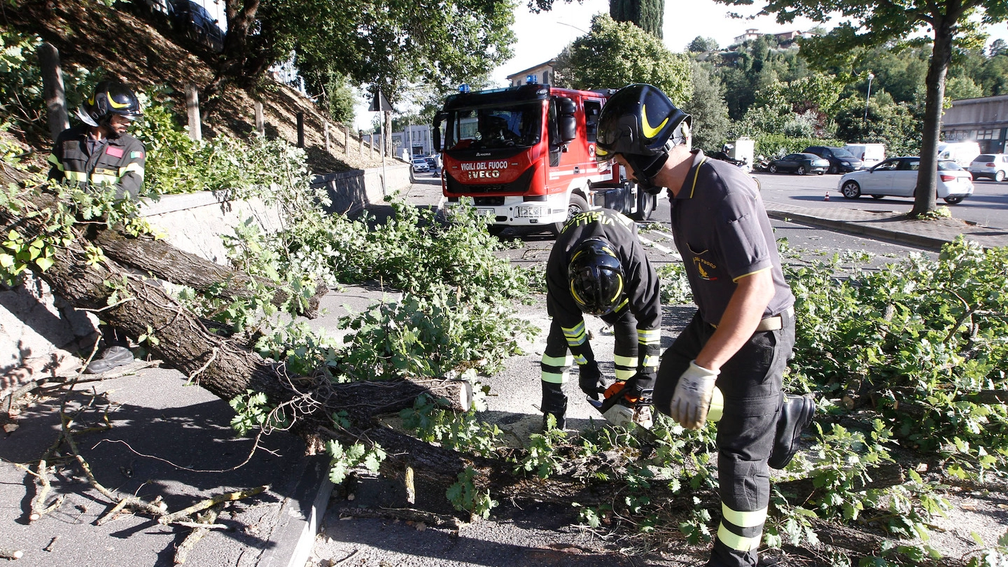 Caduto un albero a Viareggio (foto d'archivio)