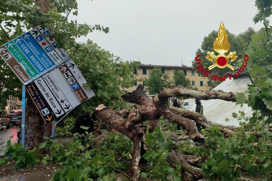 Albero caduto in piazza del Galluzzo (Vigili del fuoco)