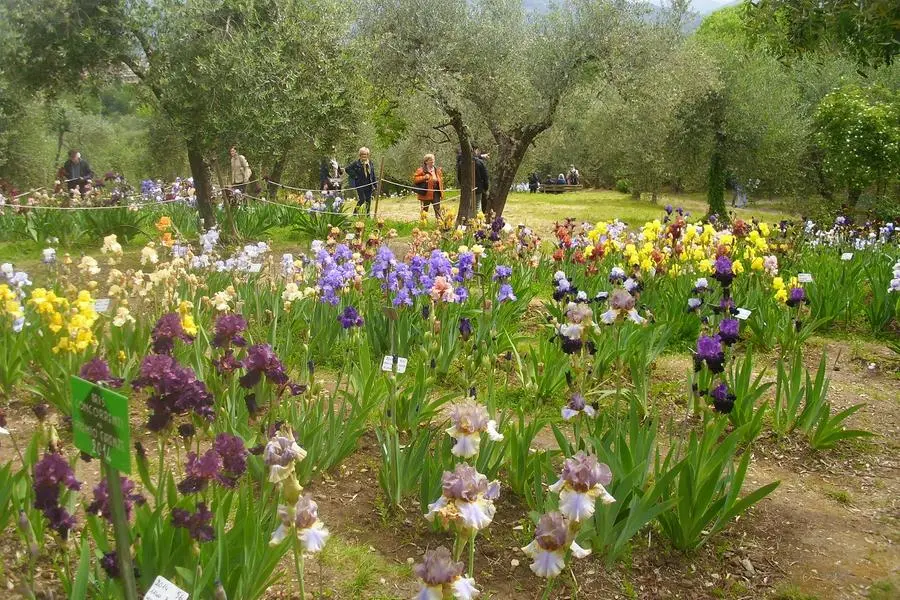 Firenze, riapre il Giardino dell’Iris