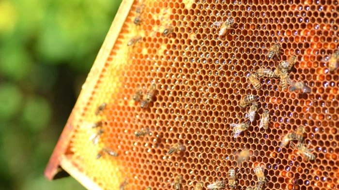 Produzione di miele quasi dimezzata in Toscana, ma si registra una ripresa