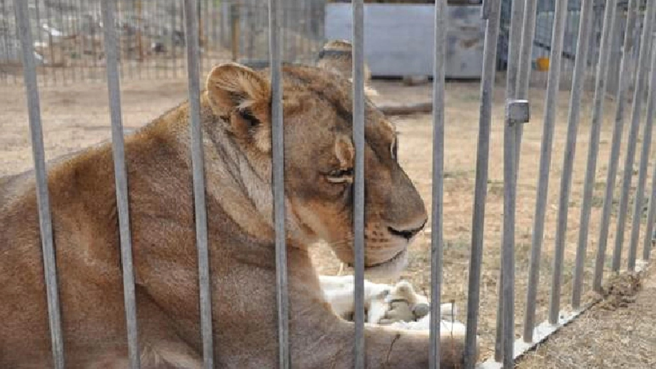 Sequestrati in Sardegna 19 animali da circo