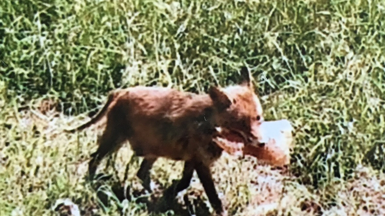 Sciacallo in Lunigiana