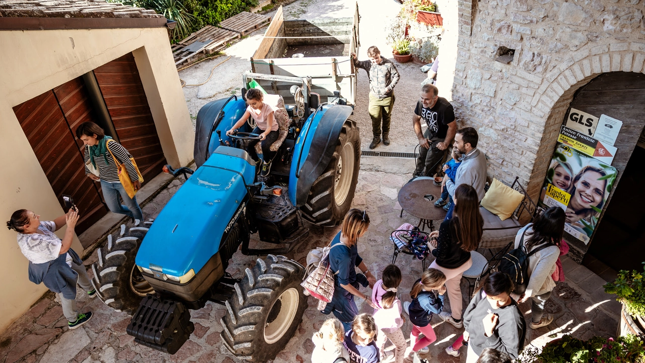 Frantoi aperti, l'Umbria celebra l'olio nuovo